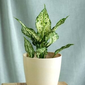 Aglaonema Snow White - Indoor Plants | Plantshop.me