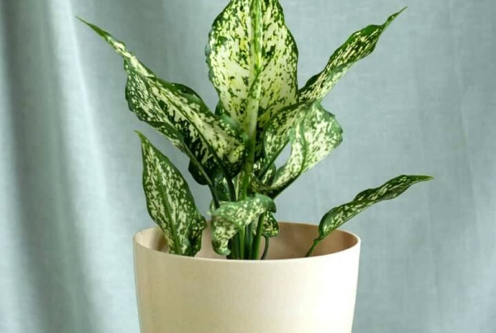 Aglaonema Snow White - Indoor Plants | Plantshop.me