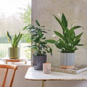 Air Purifying Plant Bundle: Fresh Combos | Plantshop.me