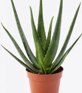 Aloe Vera - Outdoor Plants