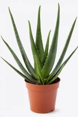 Aloe Vera - Outdoor Plants