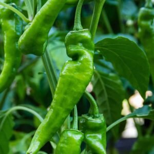 Anaheim Chilli Pepper seeds | Plantshop.me