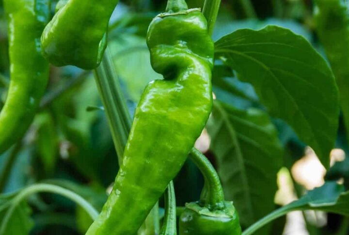 Anaheim Chilli Pepper seeds | Plantshop.me