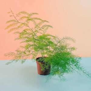 Asparagus Fern Mini: Delicate Indoor Beauty | Plantshop.me UAE