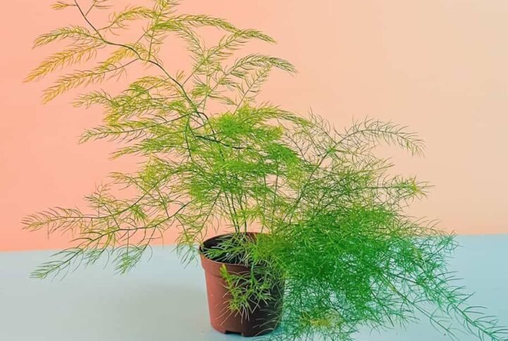 Asparagus Fern Mini: Delicate Indoor Beauty | Plantshop.me UAE