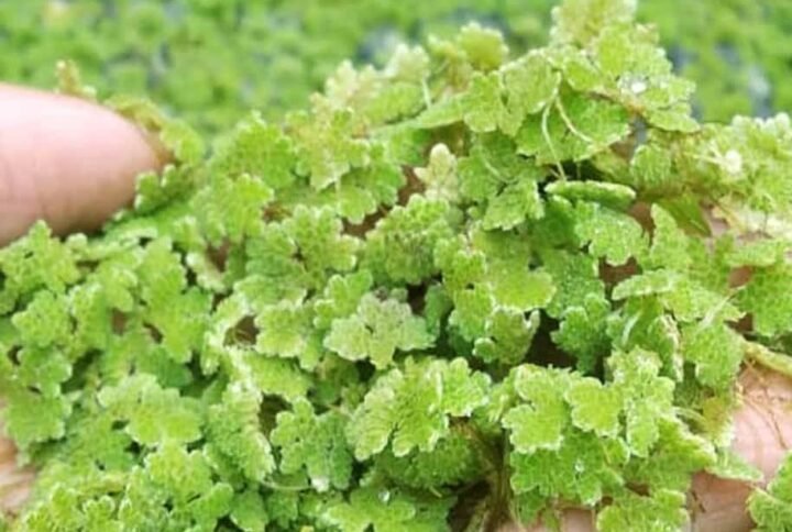 Azolla Water Plant - Water Plants | Plantshop.me