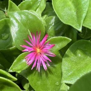 Baby Sun Rose - Heartleaf Ice plant for Sale Online | Quick Delivery in the UAE | Plantshop.me