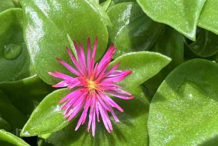 Baby Sun Rose - Heartleaf Ice plant for Sale Online | Quick Delivery in the UAE | Plantshop.me