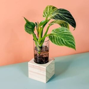 Berkin Cubo - Indoor Plants | Plantshop.me