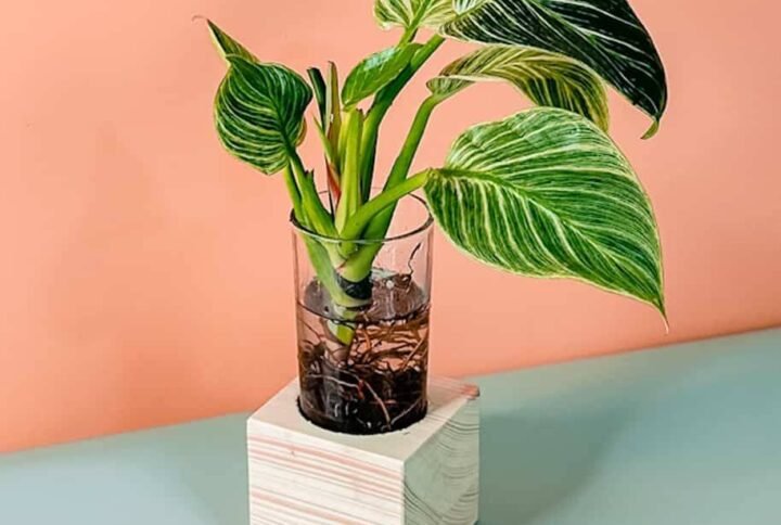 Berkin Cubo - Indoor Plants | Plantshop.me