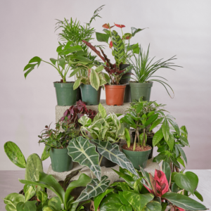 Breath-of-Fresh-Air Mystery Box | Plantshop.me
