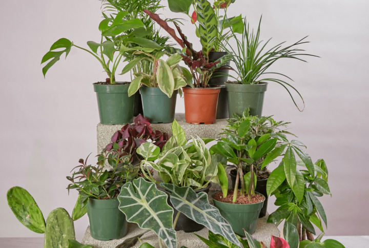 Breath-of-Fresh-Air Mystery Box | Plantshop.me