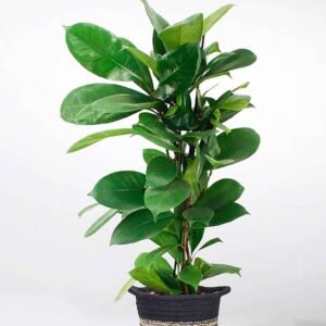 Buy African Fig Indoor Plant | Exotic Greenery | Plantshop.me
