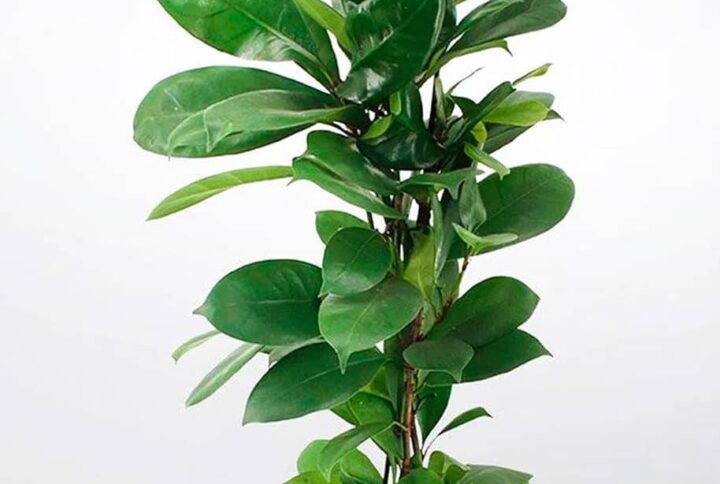 Buy African Fig Indoor Plant | Exotic Greenery | Plantshop.me
