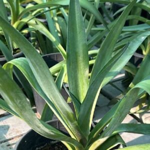Buy Agave Attenuata Small Plant | UAE Delivery