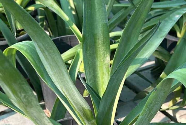 Buy Agave Attenuata Small Plant | UAE Delivery