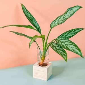 Buy Aglaonema Maria Cubo Plant Online at Plantshop.me
