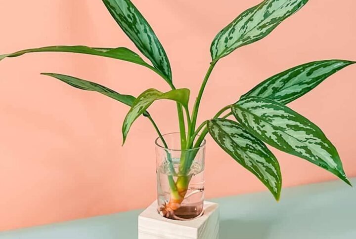Buy Aglaonema Maria Cubo Plant Online at Plantshop.me