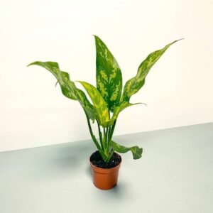 Buy Aglaonema Maria Mini - Stylish Indoor Plant UAE