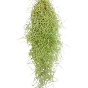 Buy Air Plant Spanish Moss Online | Plantshop.me