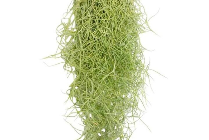 Buy Air Plant Spanish Moss Online | Plantshop.me