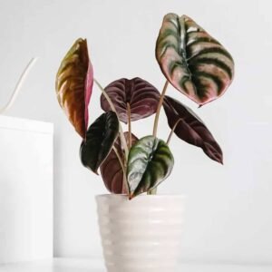 Buy Alocasia Red Secret | Plantshop.me UAE