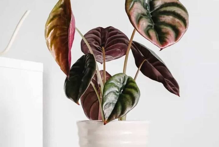 Buy Alocasia Red Secret | Plantshop.me UAE