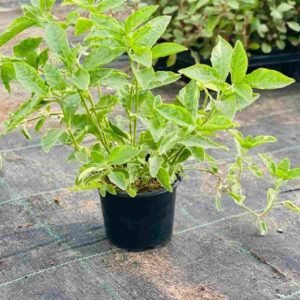 Buy Alternanthera Green | Vibrant Foliage Plants