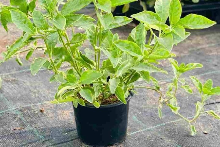 Buy Alternanthera Green | Vibrant Foliage Plants