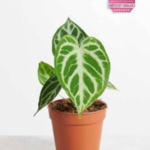 Buy Anthurium Silver Blush - Stunning Houseplant