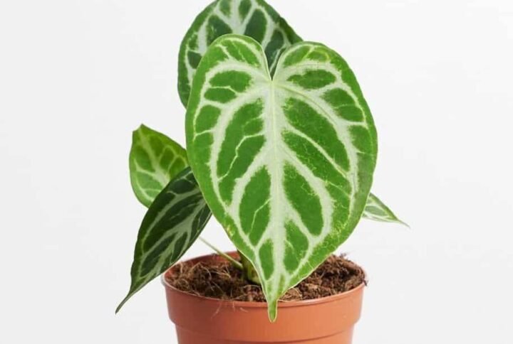 Buy Anthurium Silver Blush - Stunning Houseplant