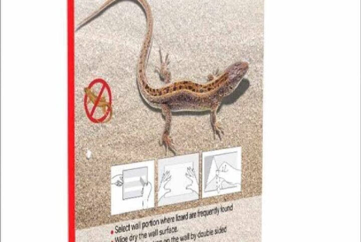 Buy Anti Lizard Glue Trap | Safe Pest Control UAE