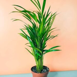 Buy Areca Palm 50cm-60cm Plants | Plantshop.me UAE