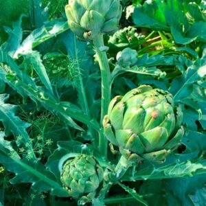 Buy Artichoke Seeds Online | Fresh Garden Seeds | Plantshop.me