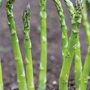 Buy Asparagus Seeds | High Yield | Plantshop.me UAE