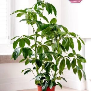Buy Australian Umbrella Tree Indoor Plant | Plantshop.me