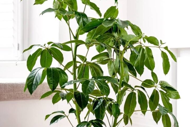 Buy Australian Umbrella Tree Indoor Plant | Plantshop.me