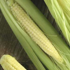 Buy Baby Corn Seeds at Plantshop.me