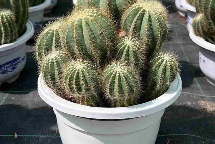 Buy Ball Cactus Online | Plantshop.me