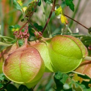 Buy Balloon Vine Plant Seeds | Fast Delivery | Plantshop.me