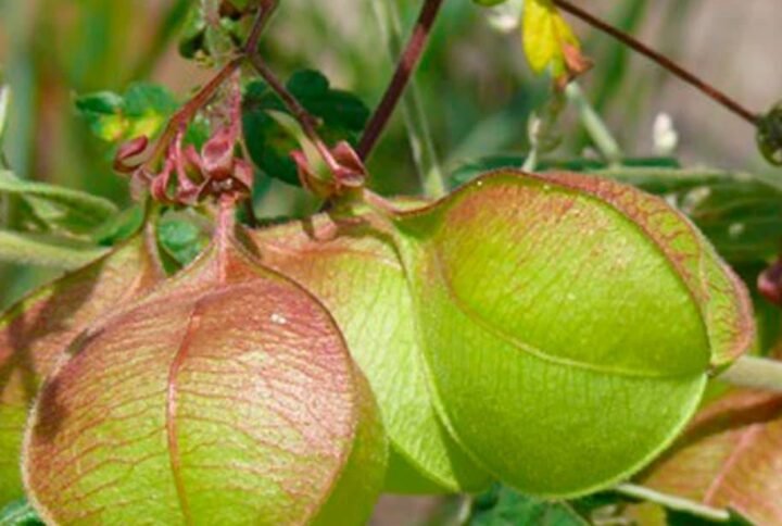 Buy Balloon Vine Plant Seeds | Fast Delivery | Plantshop.me