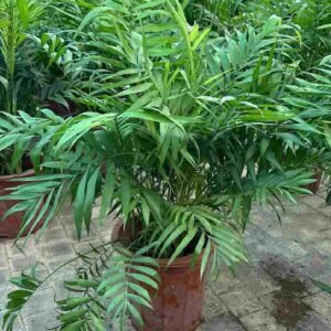 Buy Bamboo Palm China | Indoor Plant UAE