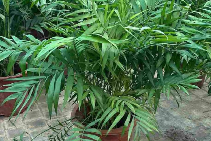 Buy Bamboo Palm China | Indoor Plant UAE