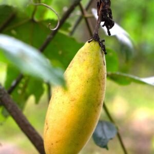 Buy Banana Passion Fruit Seeds Online in UAE