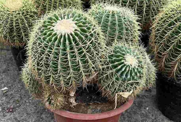 Buy Barrel Cactus - Iconic Succulent for UAE Homes & Offices