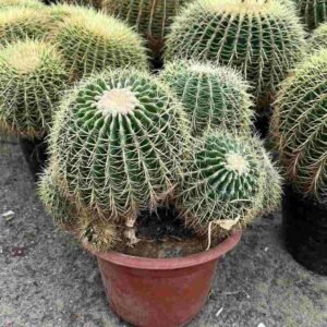 Buy Barrel Cactus - Iconic Succulent for UAE Homes & Offices