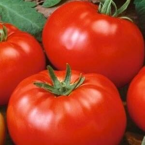 Buy Beefsteak Tomato Seeds Online - Plantshop.me