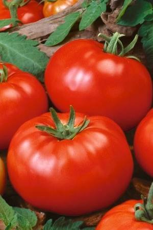 Buy Beefsteak Tomato Seeds Online - Plantshop.me