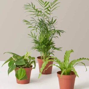 Buy Beginners Plant Combo Set | Easy Care Plants UAE