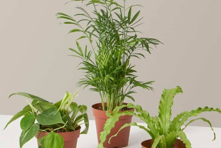 Buy Beginners Plant Combo Set | Easy Care Plants UAE